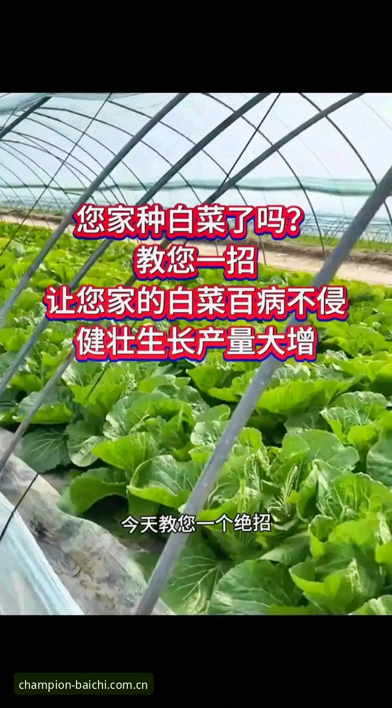 冠军白菜白菜网 冠军白菜官网评测:3个实用技巧助您玩转白菜网优惠活动